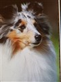 Nellie.jpg