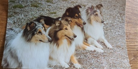 Min colliefamilj